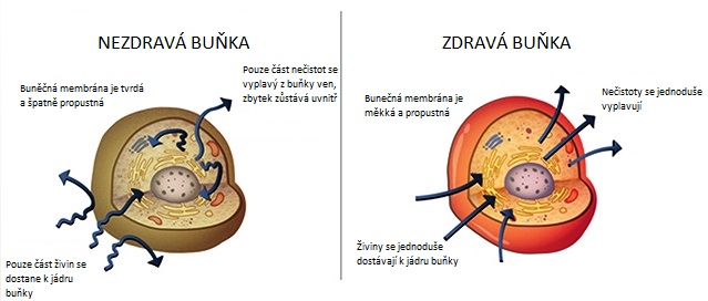 Zdravá a nezdravá buňka